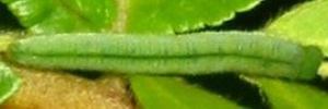 Final Larvae Top of Small Grass-yellow - Eurema smilax smilax